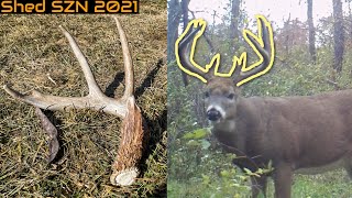 BIG Freak Nasty Shed! How to Plan Hunts for Target Bucks NOW