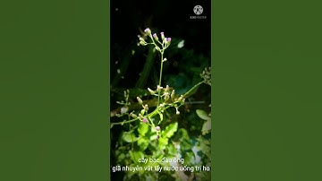 Cây Bạc Đầu Ông (Hoa và Cây)