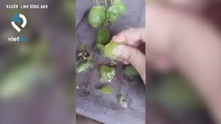 Người dân phát hiện nho giả được làm bằng cao su