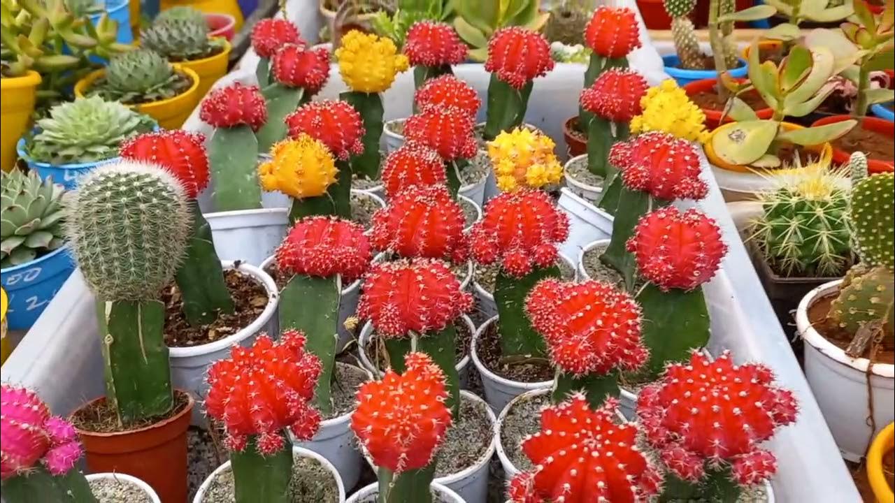 At Lalbagh plant nursery YouTube