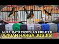 BUKTI NYATA ! KEPUASAN PELANGGAN MURAI TROTOL FIGHTER PALING DICARI 👈