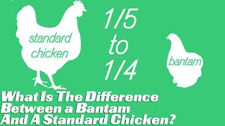 What Is The Difference Between a Bantam And A Standard Chicken? | Chickens details in A Minute