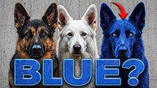 German Shepherd - Everything You Need to Know About the Breed