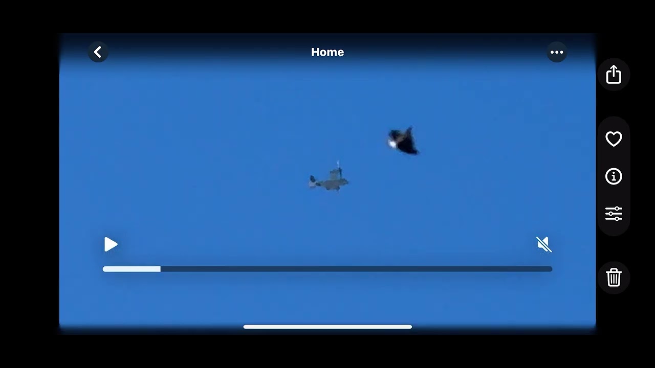 Ufo or the fastest butterfly? 