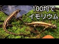 【自作】イモリウムの作り方~100均Ver~