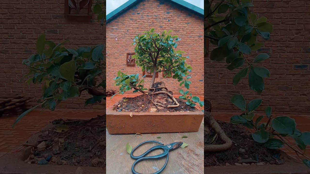 Before and after pruning FICUS NATALENSIS root over rock BONSAI