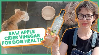 BENEFITS OF APPLE CIDER VINEGAR FOR YOUR DOG by Jitka Krizo Averis 6,692 views 2 years ago 7 minutes, 27 seconds