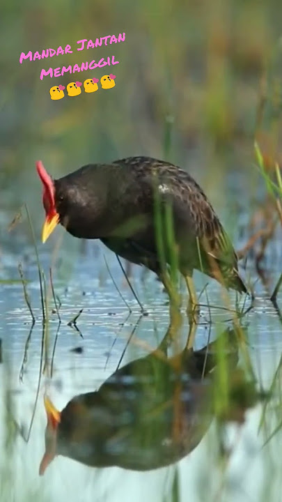 Suara Mandar Jantan Memanggil Betina ngajak Matting #shorts #mandar #waterhen
