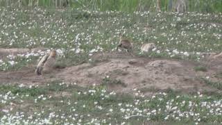 Prairie dog babies having a tussle