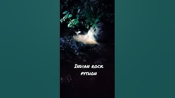 Indian rock python koyna wildlife sanctuary