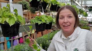 Plant Talk: Very Basic Plant Propagation
