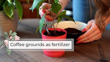 Coffee Grounds Fertilizer for Plants | Easy DIY Fertilizers