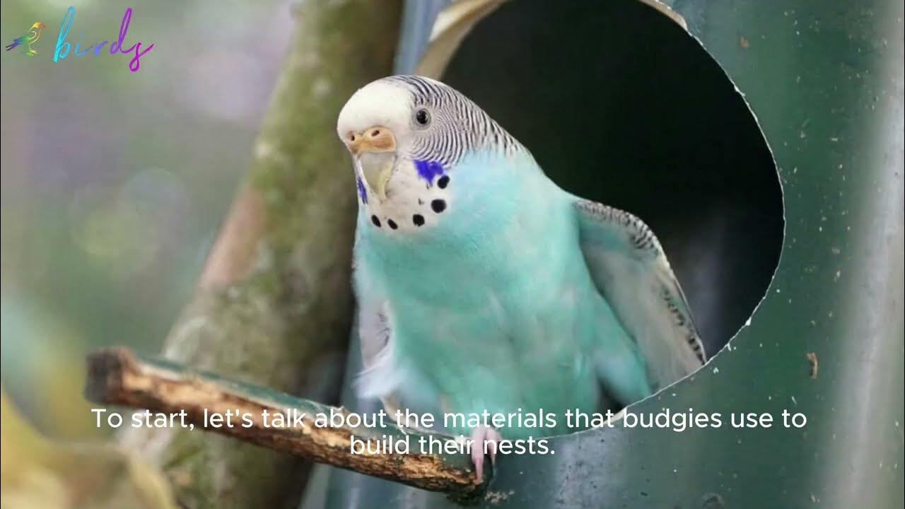 how do budgies make their nest? YouTube