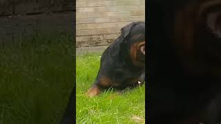 Rottweiler pup doing the world's best magic trick. #rottweiler #dog #rottweilerworld #rottweilerdog