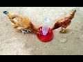 Easy Way To Make Automatic Chicken Water Feeder At Home | DIY Birds Waterer
