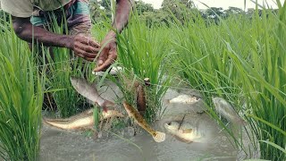 বৃষ্টির পানিতে কারেন্ট জাল দিয়ে কই মাছ ধরার পদ্ধতি। Net Fishing in Bangladesh।Fresh Fishing BD