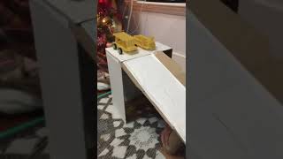 Emmanuel’s Pasta Car Project