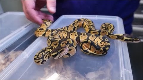 Hatchlings, before and after first shed.  Also, watch me take A BITE!!!