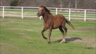 Rhf Orlando Complete Video