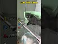 #cats #funny #cute