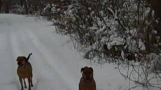 Rhodesian Ridgeback Beagle Snow Tackle January 2011