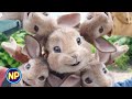 Bunnies  peter rabbit 2018  now playing