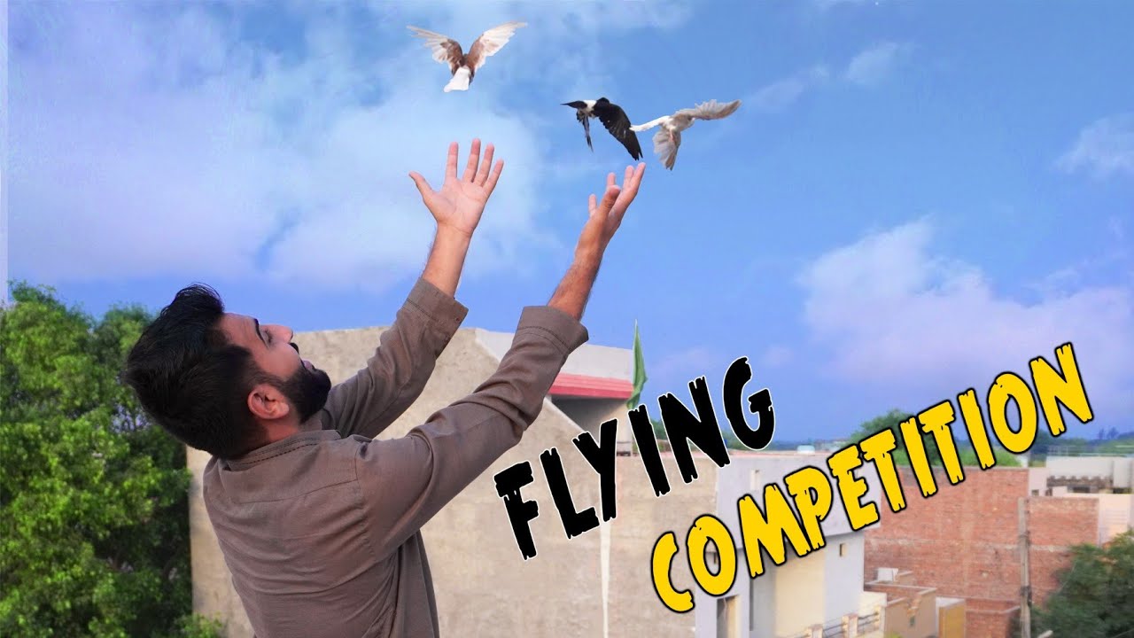Sherazi Vs Baby Pigeons ... Who Will Come First?