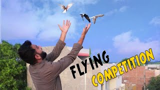 Sherazi Vs Baby Pigeons ... Who Will Come First?