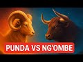PUNDA VS NG OMBE UCHAMBUZI KAMILI WA NYOTA HIZI