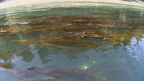 Declining kelp beds in South Puget Sound could mean trouble for orcas