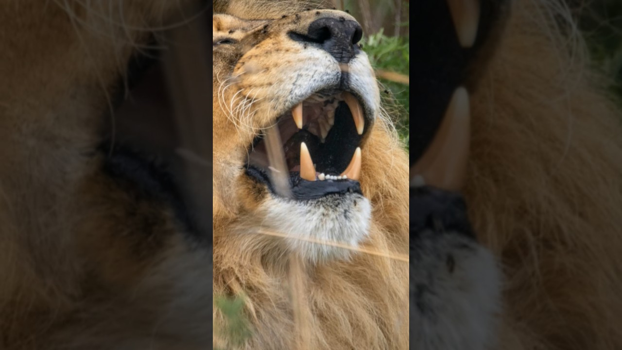 "No Meal Today: A Lion’s Missed Opportunity 