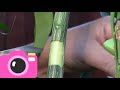 Joint Fruit Buds to get Fruitful Brances #grafting #shorts #short