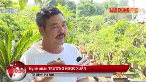 Quất ghép cần thăng Tết độc nhất thủ đô - Lao động đưa tin Tết 2019 kỷ hợi