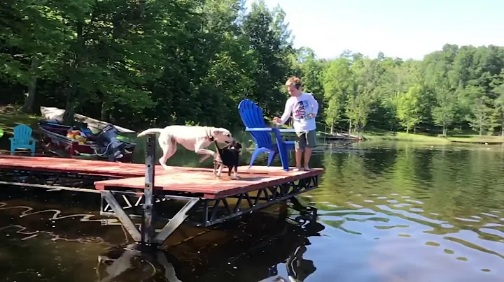 Daisy Mae The Dock Diving Darling