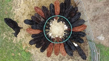 Three Days to Get the Bawl Out!  Weaning Calves 2021