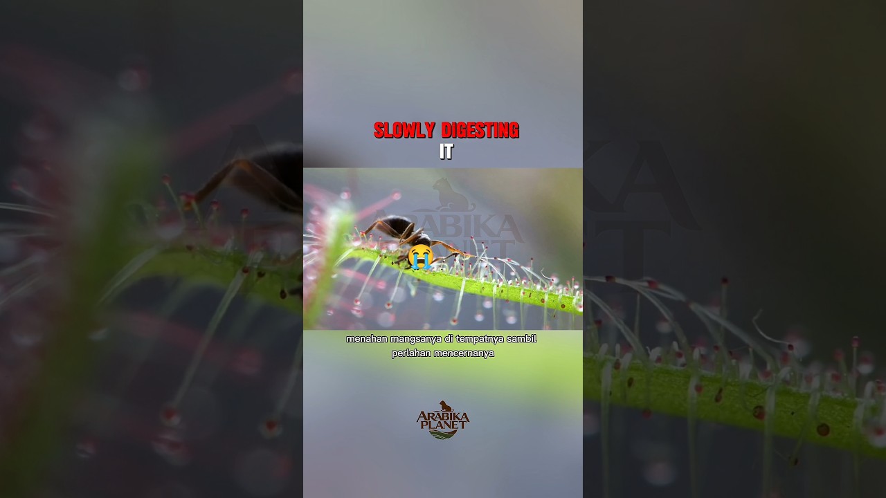 Carnivorous Plants: The Deadly Traps of Nature