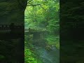 Beautiful Nature Whatsapp Status Green Environment Video New Movie Scene Jungle Status HD Shorts 