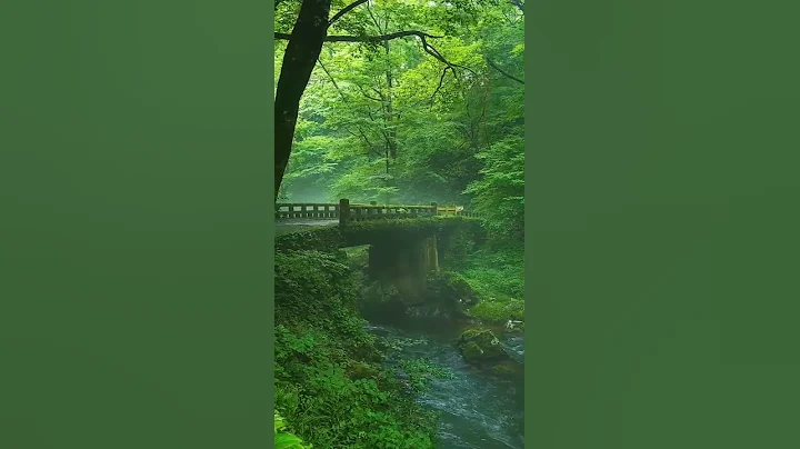Beautiful Nature Whatsapp Status Green Environment Video New Movie Scene Jungle Status HD #Shorts