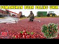 Ternyata begini proses pertanian modern buah cranberry di amerika dan fakta menariknya