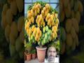 Wow 😲😲 100 mango #mango #farming #food #cute #foryou #gadgets #nature #shortsfeed #shorts