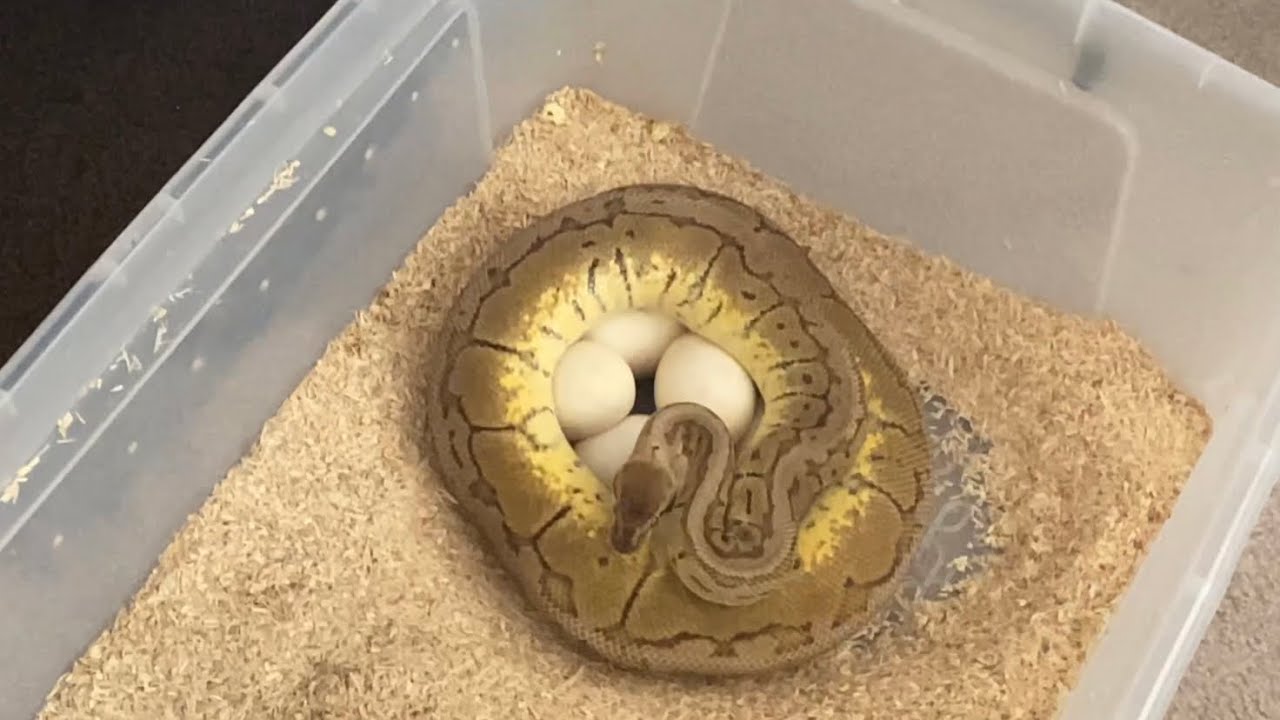 Picture of How To Get 100% Hatch Rate!!! (Ball Python) - YouTube