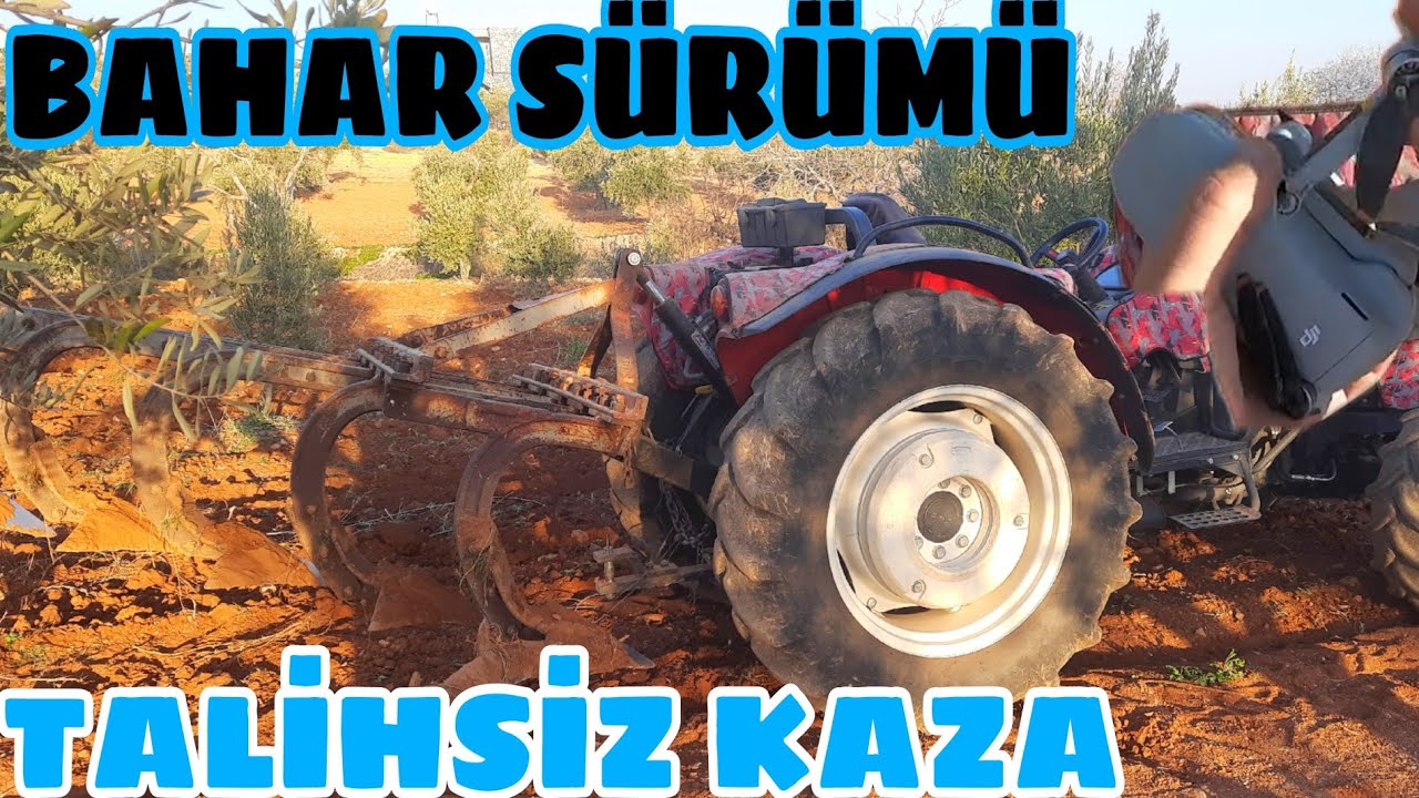 AYNI ARAZİDEKİ ZEYTİN ve BAĞA DERİN BAHAR SÜRÜMÜ... GÖRÜNMEZ KAZA DRONU DÜŞÜRDÜK...