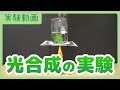 【実験動画】光合成の実験