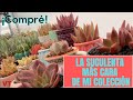 La Echeveria más cara que he comprado, ahora en mi colección de agavoides.