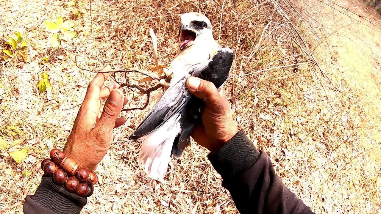 យកកូនស្ទាំងដាក់លើសំបុក, Hawk