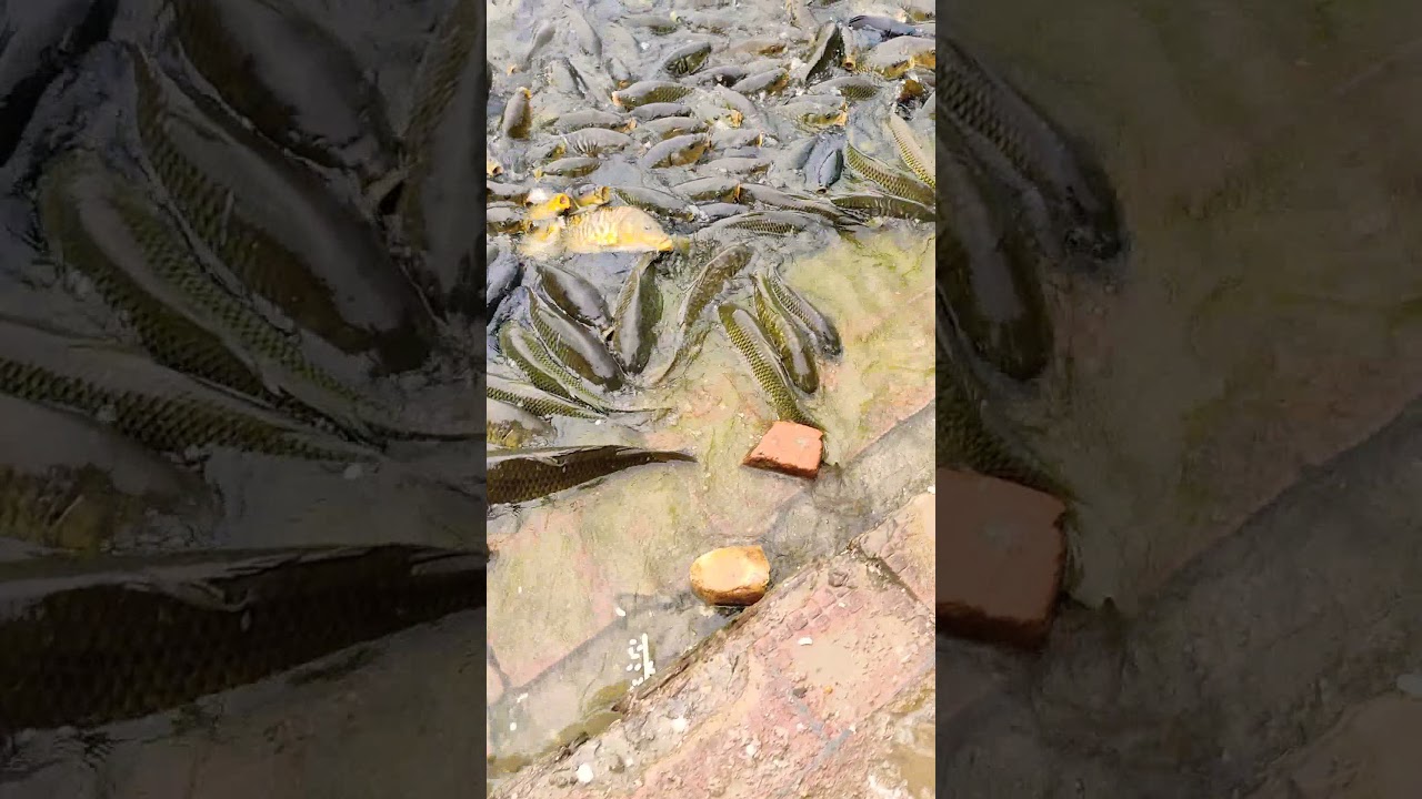 Fishes at Mansar Lake 