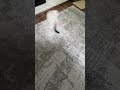 Cute kitten 🐱 #cute #kitten #laser #play #sweet #fyp #viral