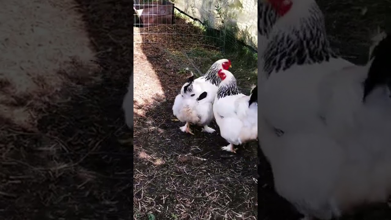 The Giant Brahma Hen ‘Spy Dance!’