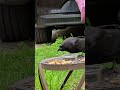 Crow/blue jay feud continues #short #bluejay #crow