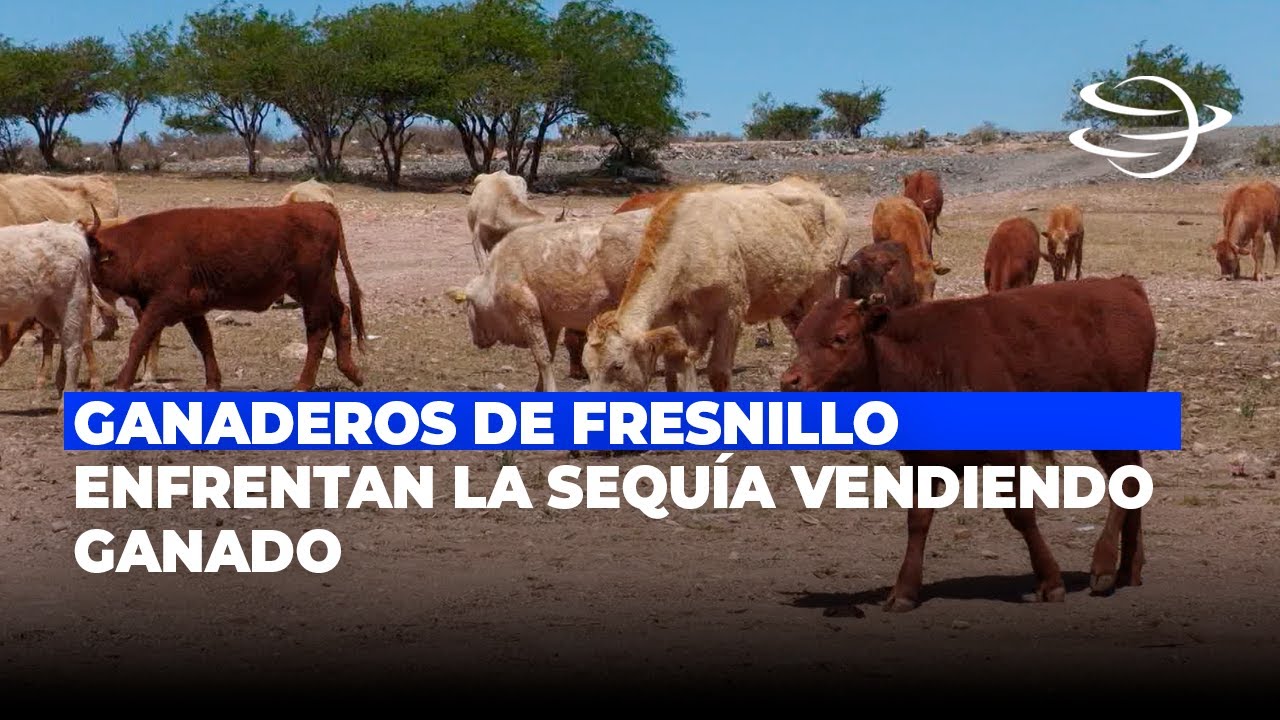 Ganaderos de Fresnillo enfrentan la sequía vendiendo ganado